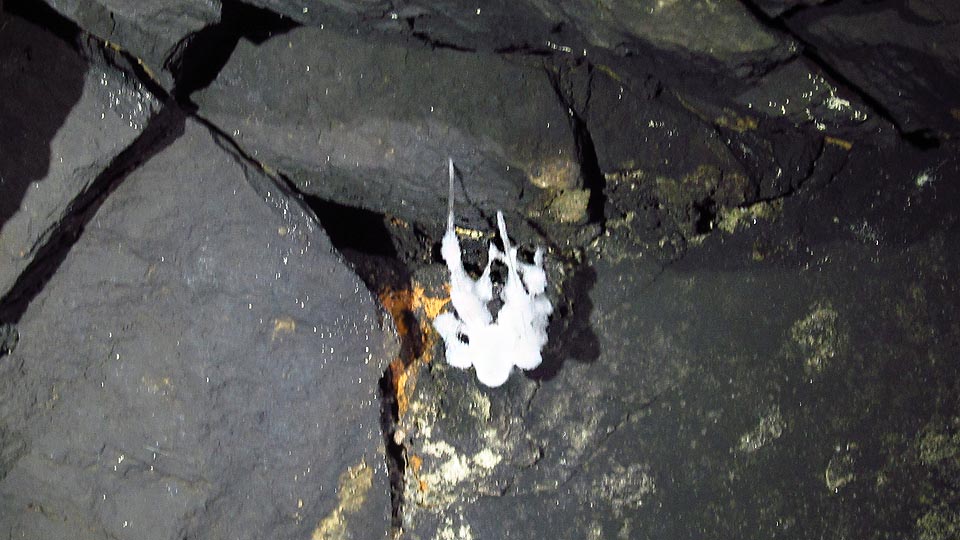 Obvyklý obrázek z podzemí. Na uhynulém pavoučím těle raší cosi bílého - je to jen plíseň, nebo i vajíčka, ze kterých se vylíhnou desítky dalších členovců?