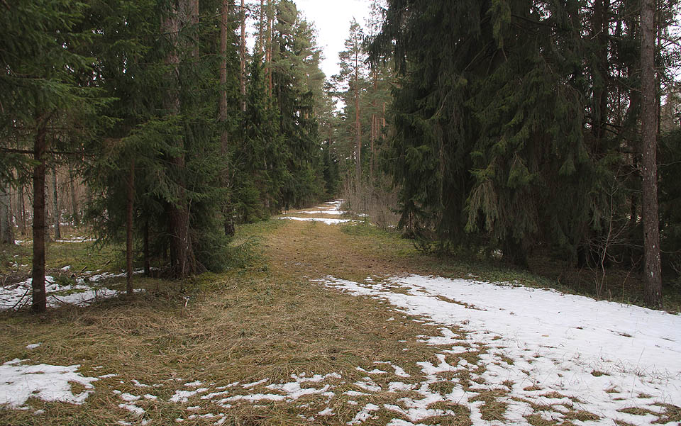 Ze spojovací trati do Tootsi je dnes úhledná lesní cesta.