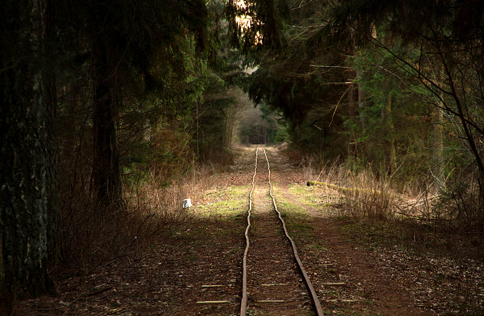 Białowieżská úzkokolejka po většinu své trasy kopíruje čtvercovou síť lesních komunikací a vede v dlouhých přímých úsecích pralesem.