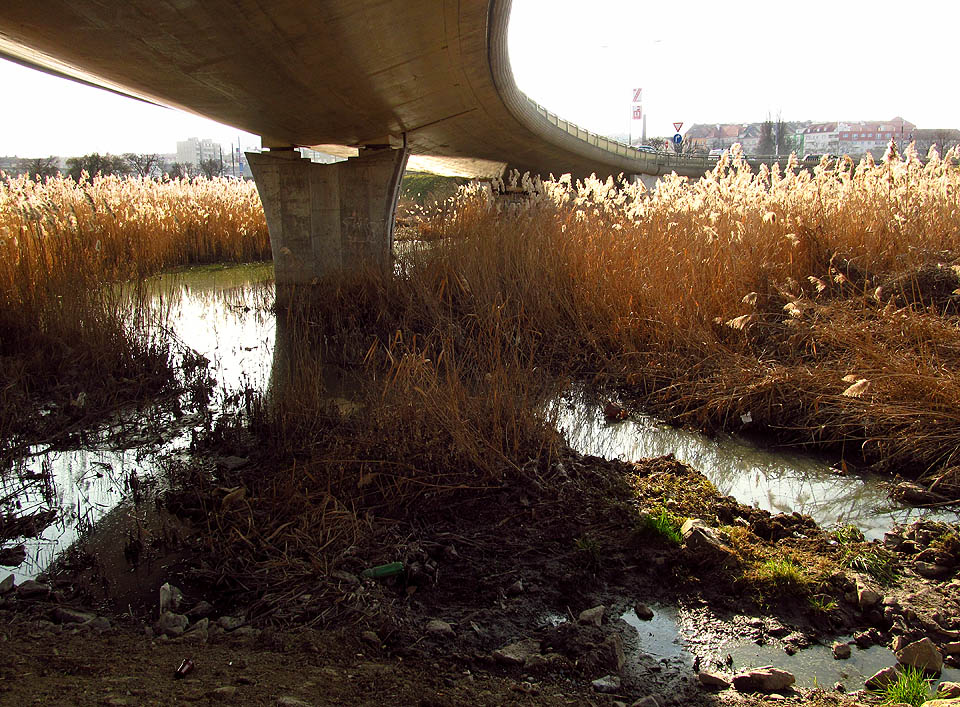Kdysi přírodní a čistý rybník za městem je vlivem občasně přetékajících splašků environmentální ostudou Brna.