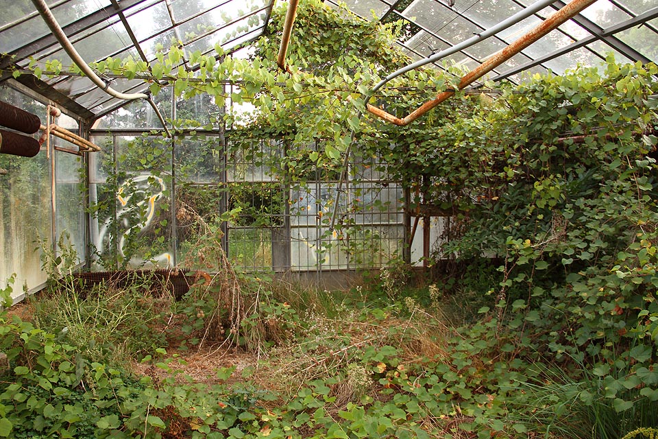 Proti nezvaným návštěvám jsou skleníky zamřížovány a uzamčeny.