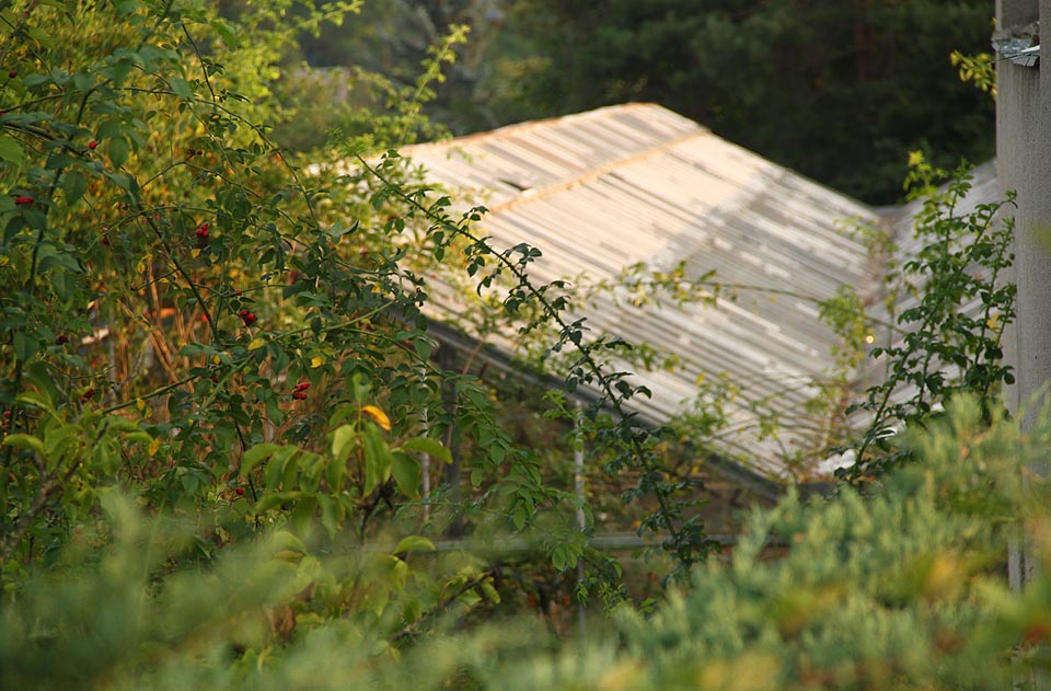 Skrze šípkové houští a zdivočelé jabloně lze zahlédnout střechy chátrajících skleníků.