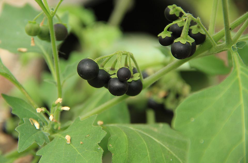 Příbuzný brambory - lilek černý sice obsahuje jedovatý solanin, ale občas bývá konzumován jako droga, lék a v nouzi i jako potravina. 