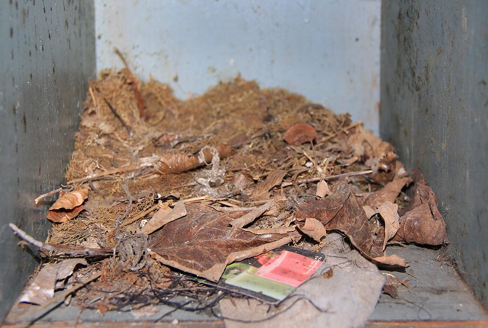 V jedné z opuštěných poliček si postavili hnízdo z papíru, listí a igelitu ptáci.