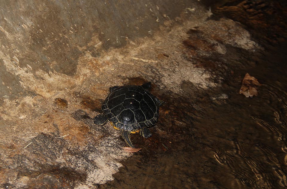 V jiných městech žijí v kanálech krysy, v Blansku ovšem podzemí patří želvám.