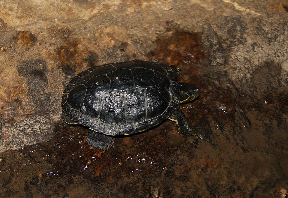 Želvy nádherné dovedou běžně přezimovat v českých klimatických podmínkách a mají výbornou orientaci ve tmě.
