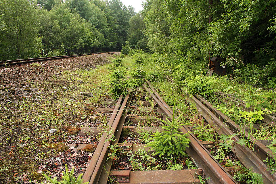 Vlečka nabízela při jízdě vlakem po hlavní dráze jedinečnou podívanou na sepětí přírody a techniky. Les ji po malých kouscích postupně pojídal řadu let.